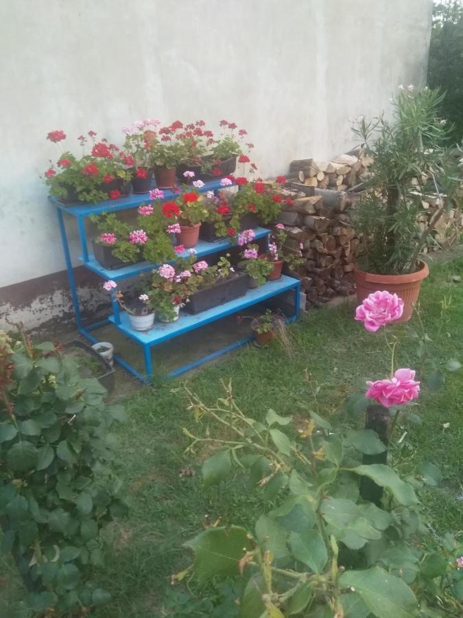 Family Apartman Ana - Star Galambóc Kültér fotó